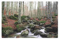 "Good Practices" nel settore forestale 1 bosco