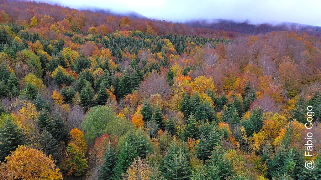 Foliage, un’esplosione di colori nelle foreste italiane 7 Monte Amiata
