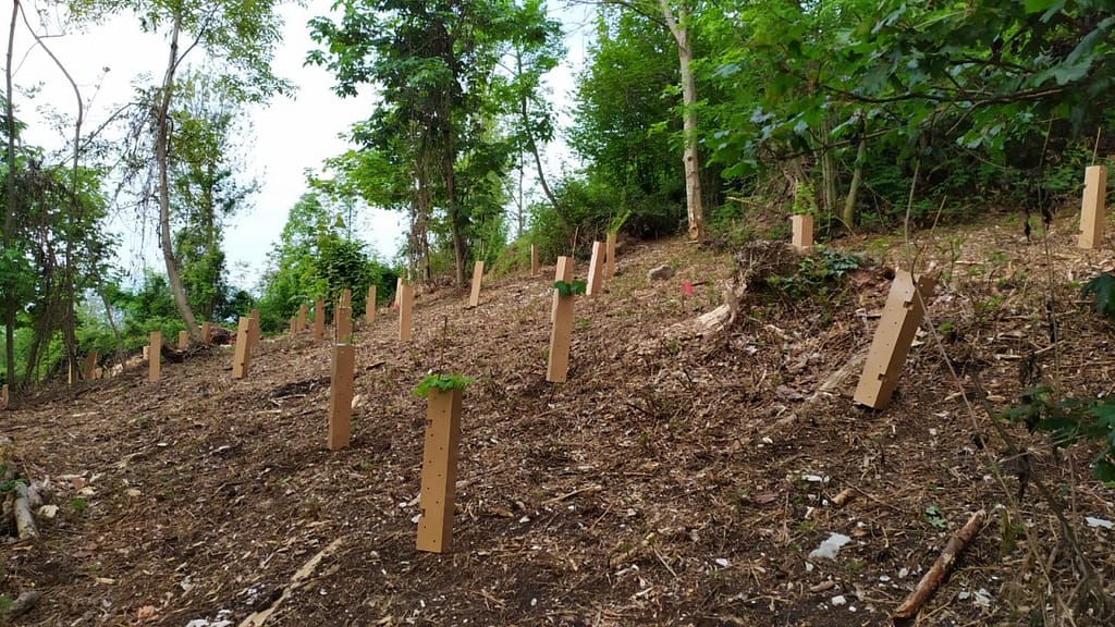 Progetto “Ancora Natura per l’Altopiano”, i boschi di Lusiana rinascono con la riforestazione e il recupero dell’eco-sentiero del Monte Corgnon distrutti da Vaia 1 ancora natura altopiano 1