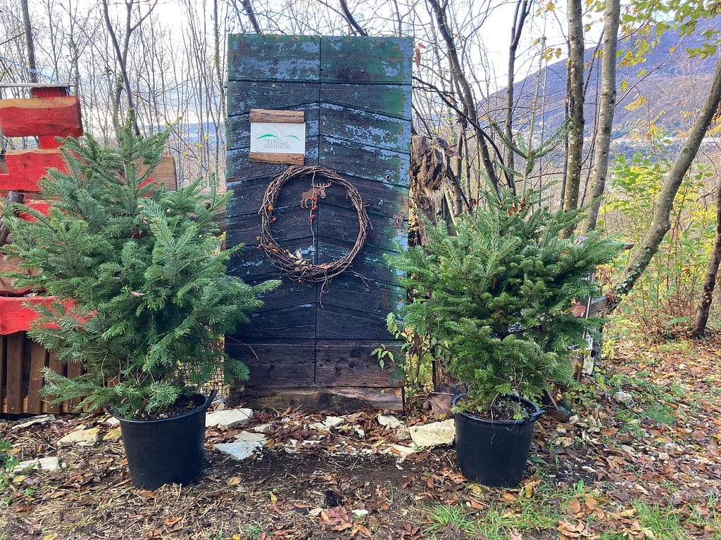Un Natale PEFC con abeti da boschi sostenibili per luoghi e piazze d'eccezione 3 image1