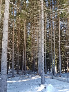 Il bosco che suona. Nell’abete rosso di Paneveggio l’antico segreto dei maestri liutai 1 Bosco dei violini 1