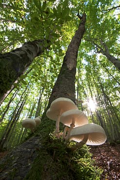 Approvato dal Consiglio dei Ministri il “Testo unico in materia di foreste e filiere forestali 1 Primo classificato concorso PEFC