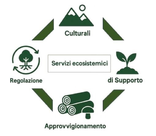 Foreste lucane: il valore dei servizi ecosistemici tra carbonio, suolo e sviluppo locale 1 servizi ecosistemici