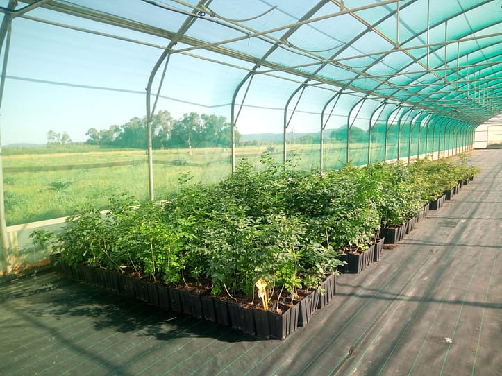 ARSIAL ottiene la prima certificazione PEFC vivaistica forestale in Italia 1 vivaio 7