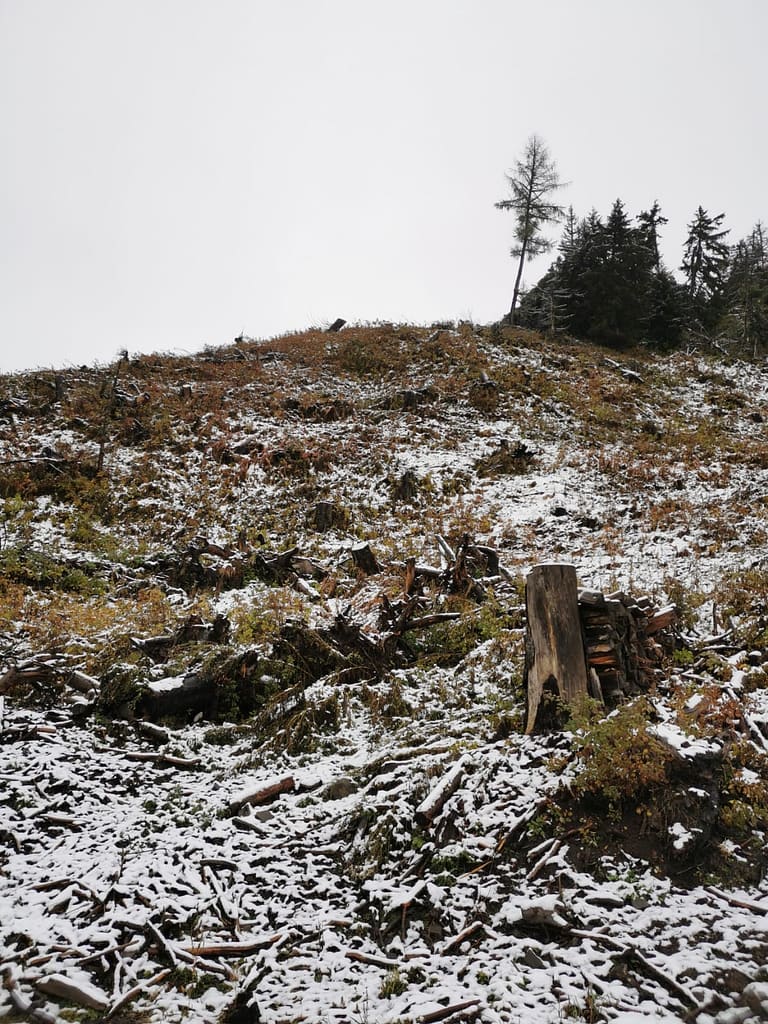 Rigenerare i boschi di Livinallongo (BL) con “Ancora Natura per il Col di Lana” 2 WhatsApp Image 2024 10 18 at 14.52.54