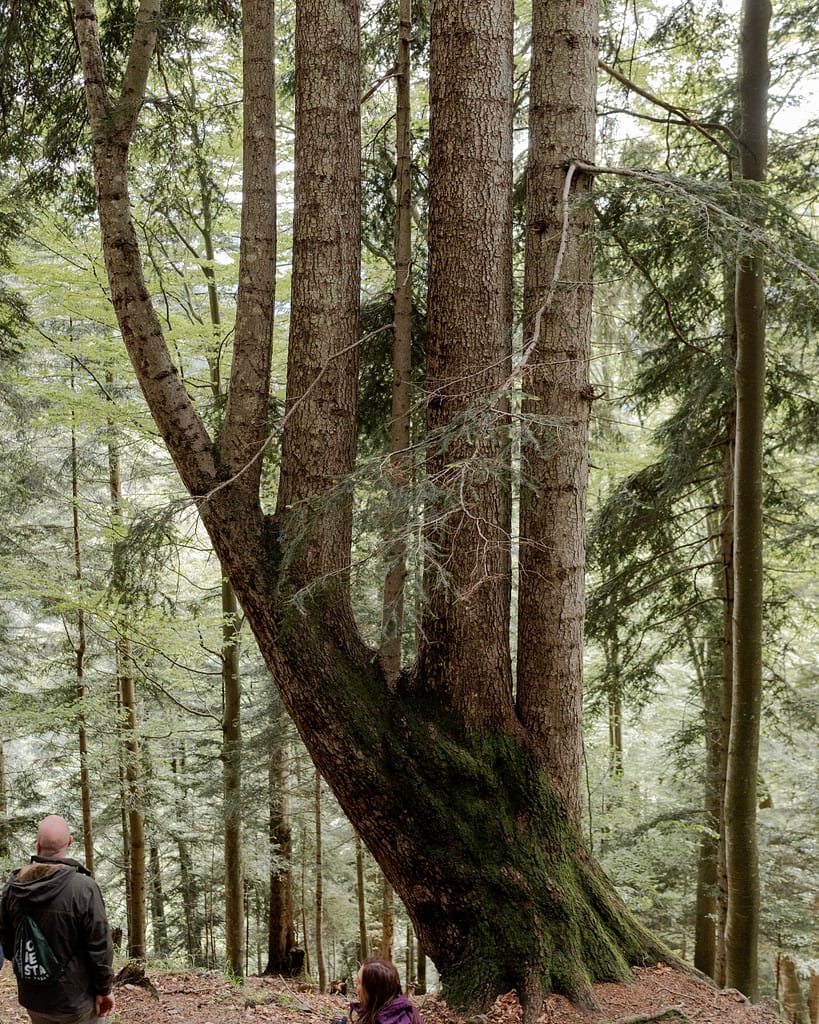 Foresta in Valle 2026: a Paularo (UD) il legno è protagonista tra comunità e gestione sostenibile 2 WhatsApp Image 2026 05 29 at 11.43.27 7
